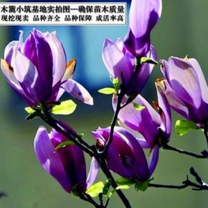 白色含笑开花图（含笑花白色好还是紫色好）-图2