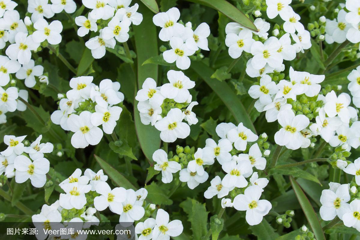 白色樱草花花语（白色樱草花的花语）-图1