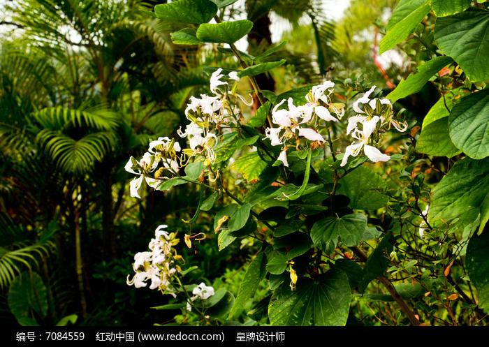 灌木白色的花（灌木白色花气味像兰花一样）-图3