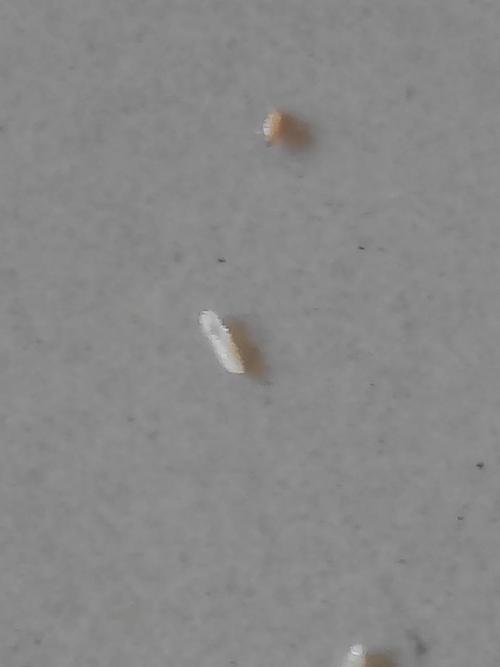白色特别小的虫子（白色特别小的虫子,一抓会跳）-图1