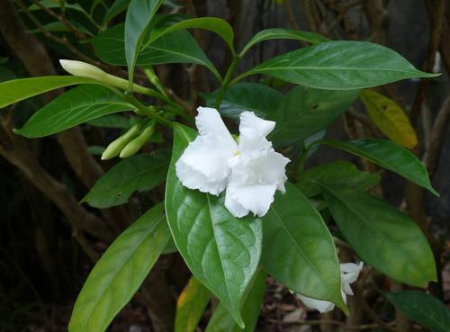 白色的花植物（白色花植物可以做灰水粽子）-图1