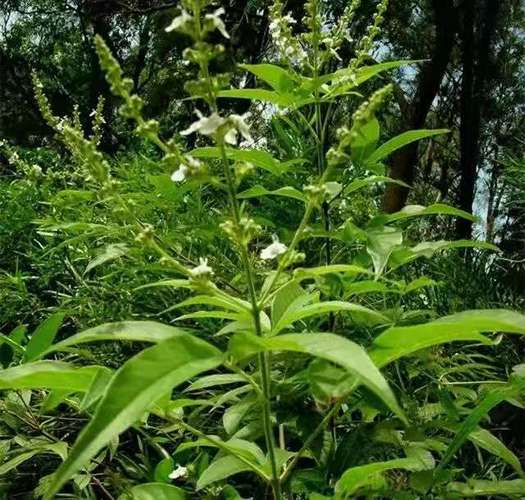 白色的花植物（白色花植物可以做灰水粽子）-图2