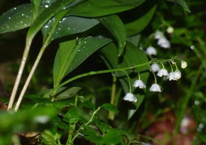 白色的花植物（白色花植物可以做灰水粽子）-图3