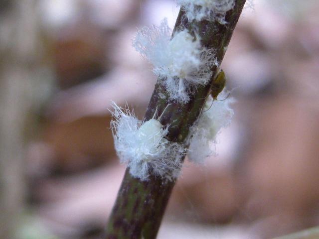 树木白色的虫（树木里大白虫子叫啥）-图1