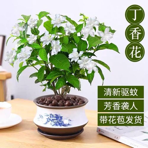 白色丁香换盆（白丁香花盆栽怎么养）-图1