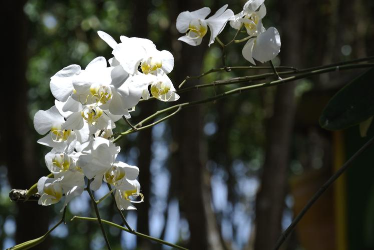 白色的鲜花有哪些品种（白色的鲜花有哪些品种图片）-图1