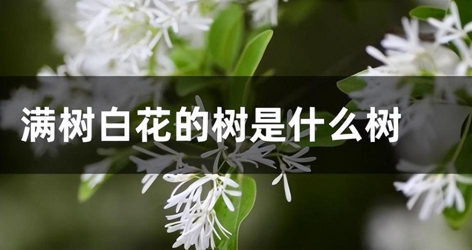 白色花的忌讳（白色花是不是不吉利）-图2