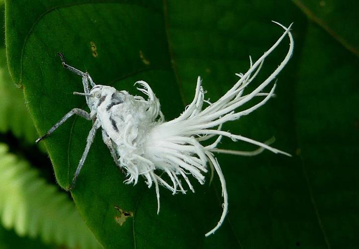 白色的虫花（白色花虫是什么生物）-图2