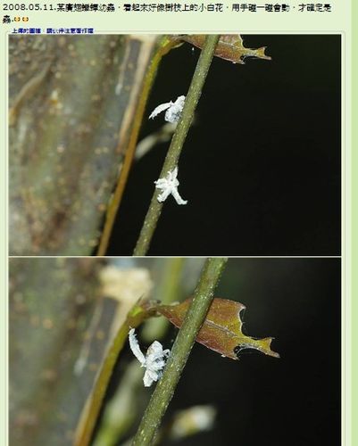 白色的虫花（白色花虫是什么生物）-图3