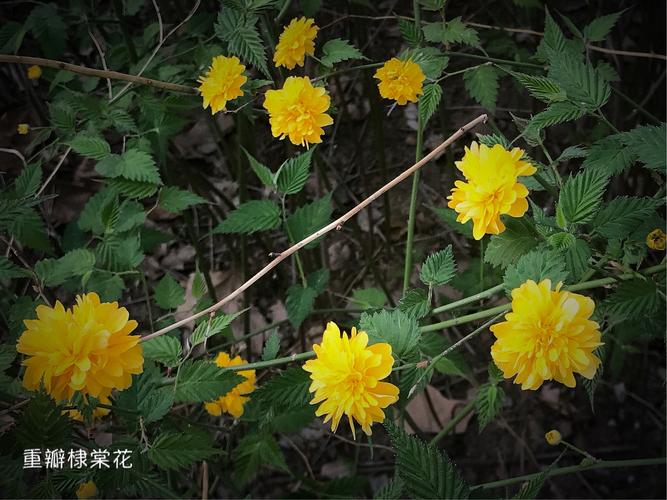 白色重瓣花棣棠（重瓣棣棠花有毒吗）-图2