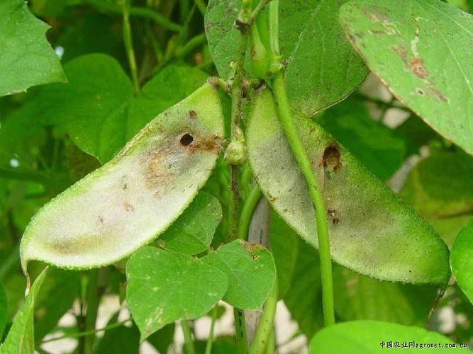 大豆虫害白色（大豆虫害白色虫子）-图2