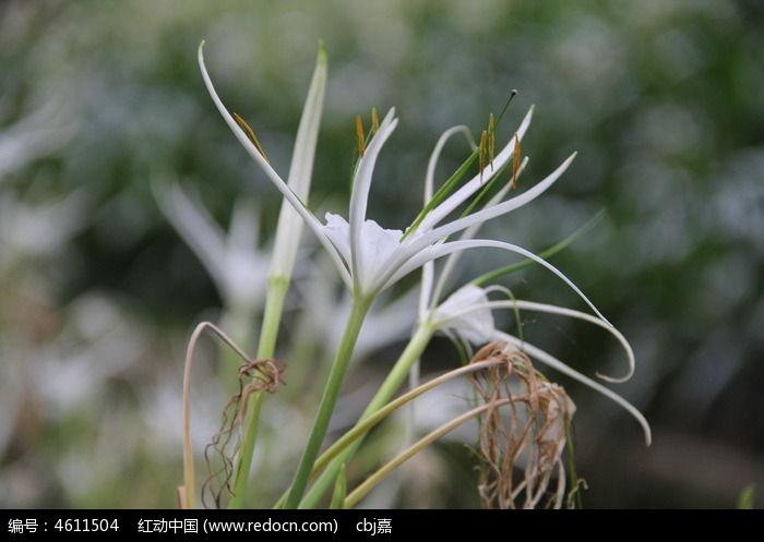 白色长条花（白色长条花很香）-图1