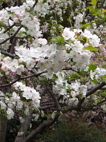 白色海棠花讲解（白色海棠花寓意是什么意思）-图2