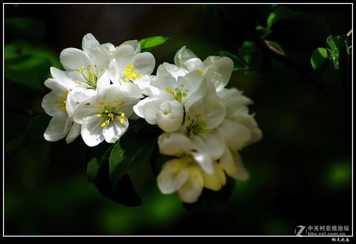 白色海棠花讲解（白色海棠花寓意是什么意思）-图3