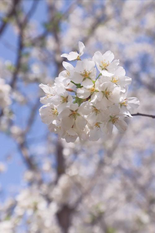 白色樱花什么品种（白色樱花树品种）-图1