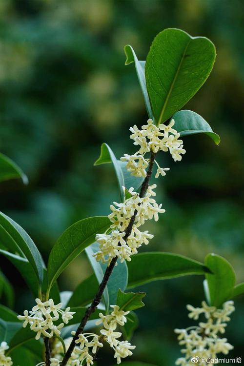 白色的桂花是什么品种（白色的桂花是什么品种的桂花）-图1