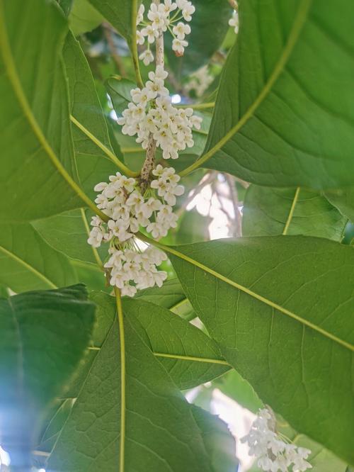 白色的桂花是什么品种（白色的桂花是什么品种的桂花）-图3