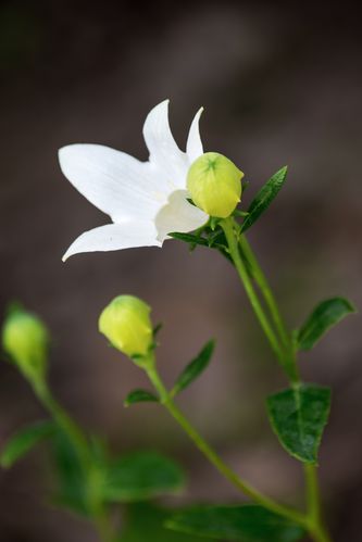 白色的各种花（白色的花有哪种）-图2