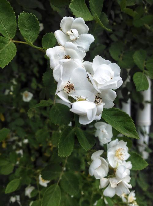 白色蔷薇生长季节（白色蔷薇生长季节是几月份）-图1