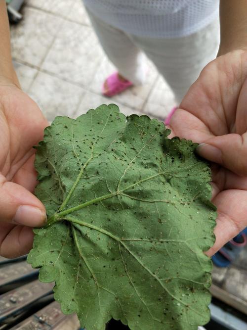 秋葵叶子白色虫子（秋葵叶上很多白色虫）-图2