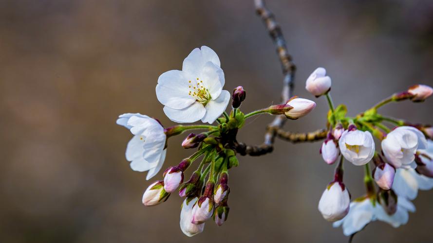 白色樱花主题图片（白色樱花主题图片高清）-图3