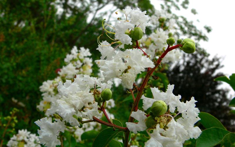 白色紫薇花图片大全（白色紫薇花图片大全唯美）-图3