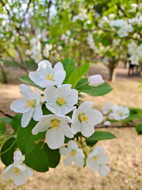 白色海棠花品种（白色的海棠花）-图1