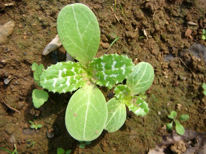 叶片带白色花纹（叶片带白色花纹的野菜）-图1