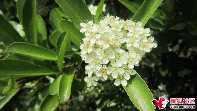 白色石楠花花语（白色石楠花味道）-图2