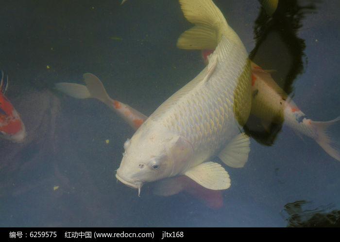 白色没鱼鳞的锦鲤（白色鱼没有鳞片是什么鱼）-图2