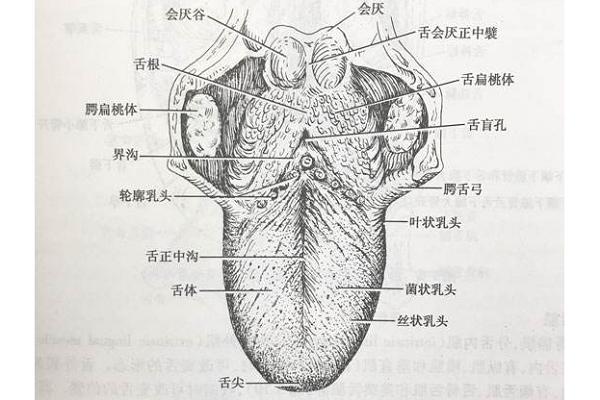 味蕾白色疼（味蕾疼痛突出）-图2