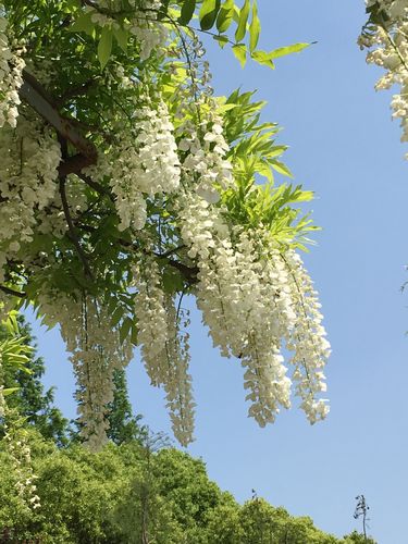 紫藤花白色（紫藤花白色几个品种）-图3