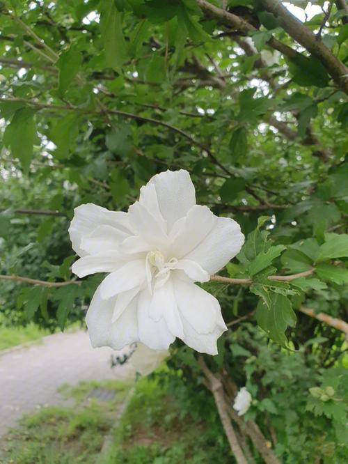 白色木槿花香味（白色的木槿花）-图1