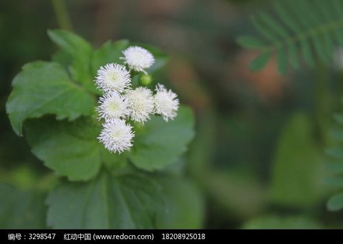 白色野花伞状（白色像伞一样的花叫什么名字）-图2