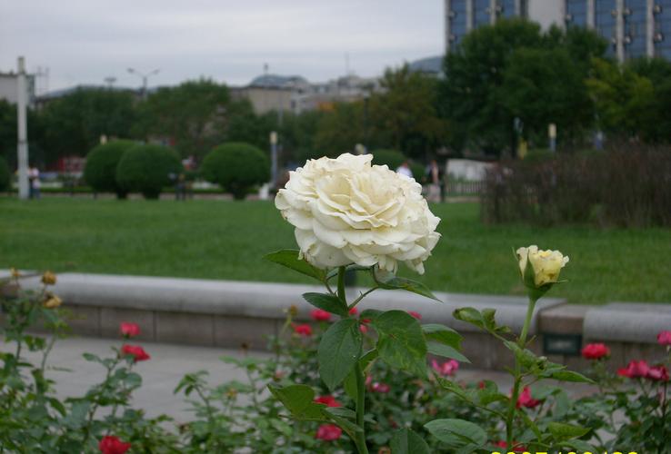 白色的鲜花有哪些（白色鲜花象征着什么）-图2