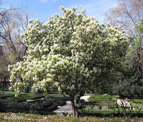 白色球状花乔木（白色球状花树）-图1