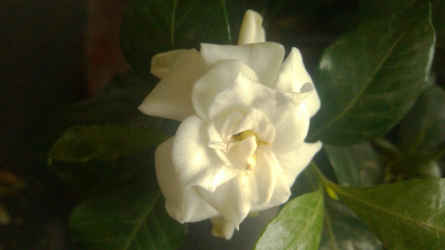 香白色花（白色的香花是什么花）-图2