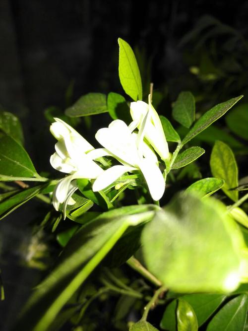 香白色花（白色的香花是什么花）-图3