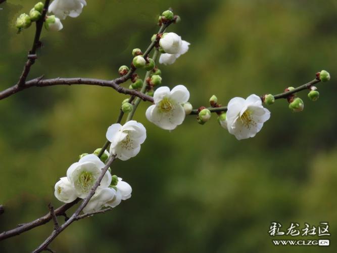 白色梅花叶（白梅花树叶什么样）-图2