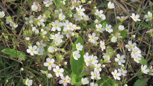 五瓣黄蕊白色（五瓣黄花花蕊长）-图1