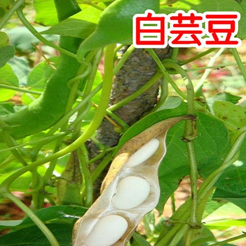 白色芸豆水培（白芸豆要追什么肥）-图1