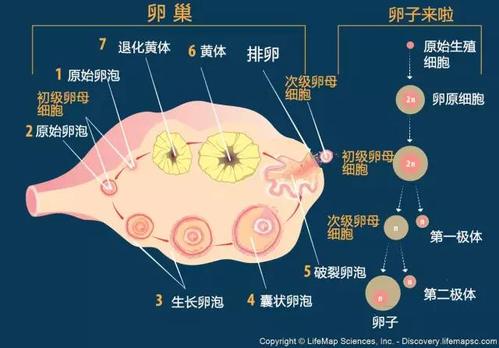 床板下白色的卵（床板下白色的卵泡是什么）-图2