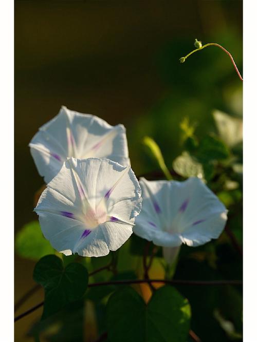 白色牵牛花有毒（白色牵牛花象征意义）-图1