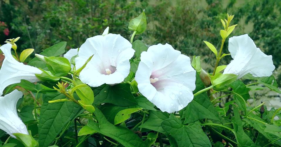 白色牵牛花有毒（白色牵牛花象征意义）-图3