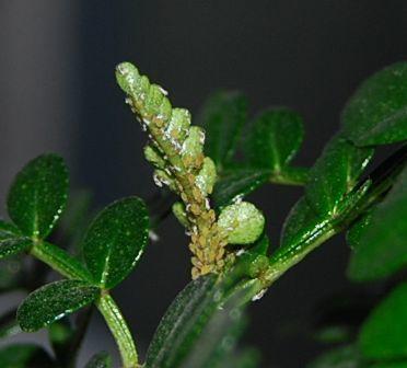 胡椒木白色虫子（胡椒木的虫子）-图3