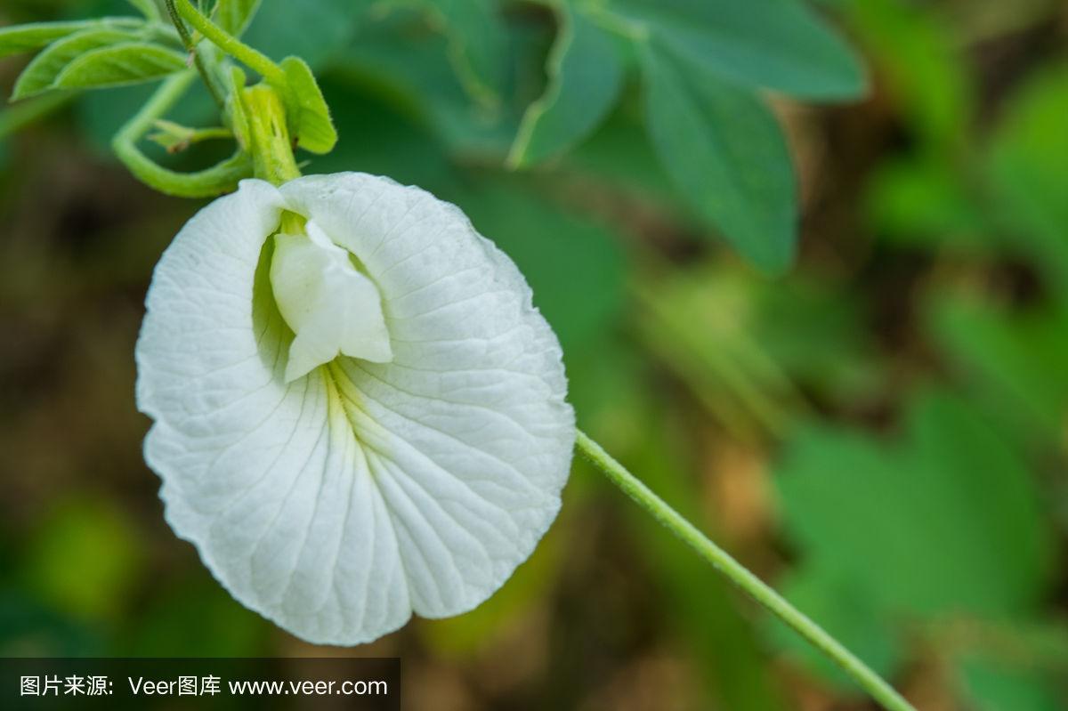 白色豌豆寓意（白色豌豆花图片）-图1