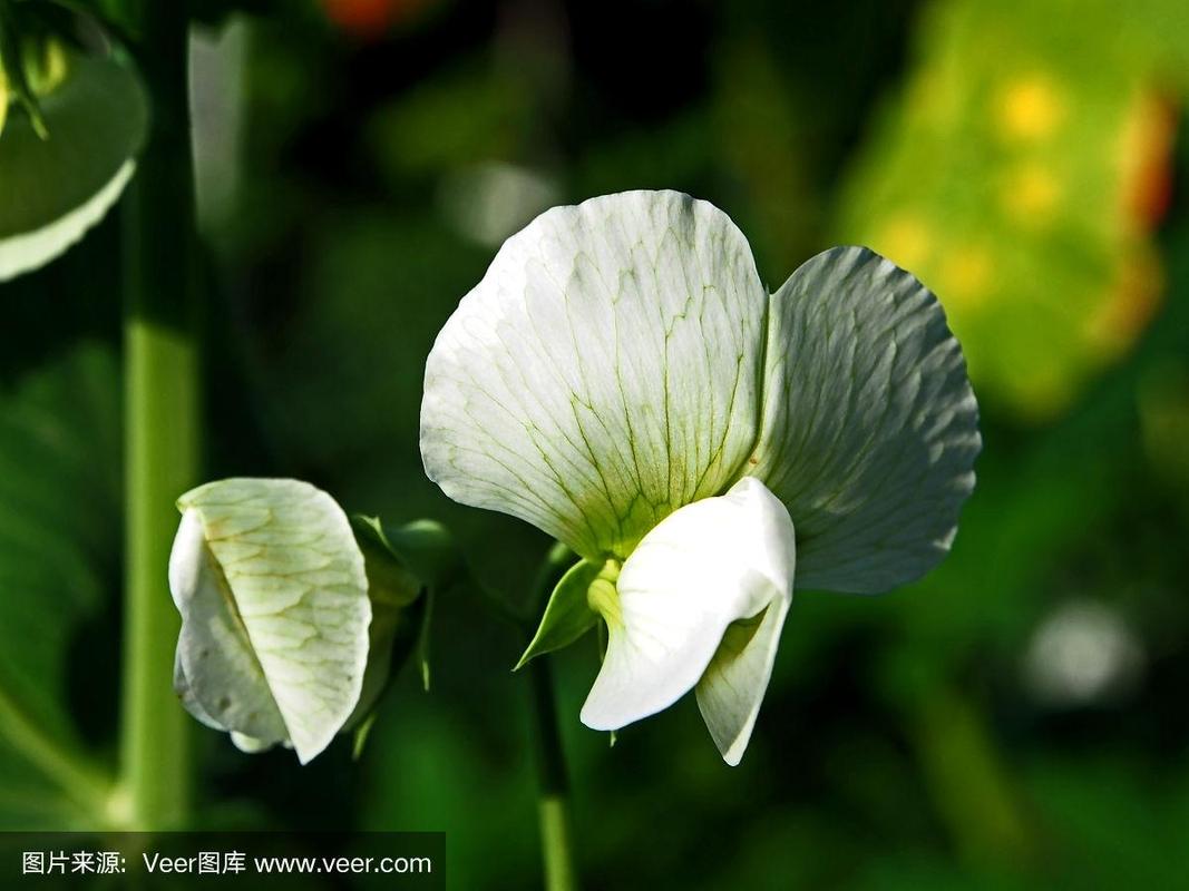 白色豌豆寓意（白色豌豆花图片）-图3