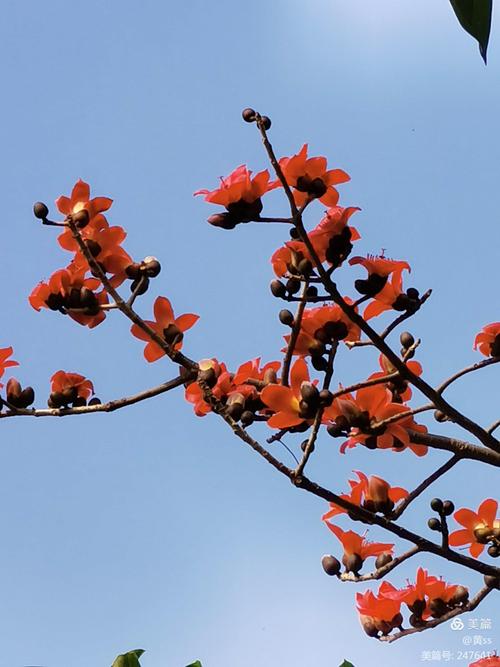 有白色的木棉花吗（白色木棉花是哪个城市的市花）-图2