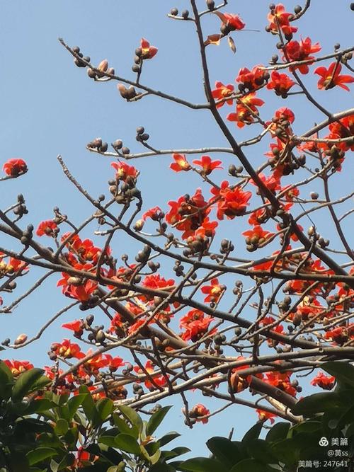 有白色的木棉花吗（白色木棉花是哪个城市的市花）-图1