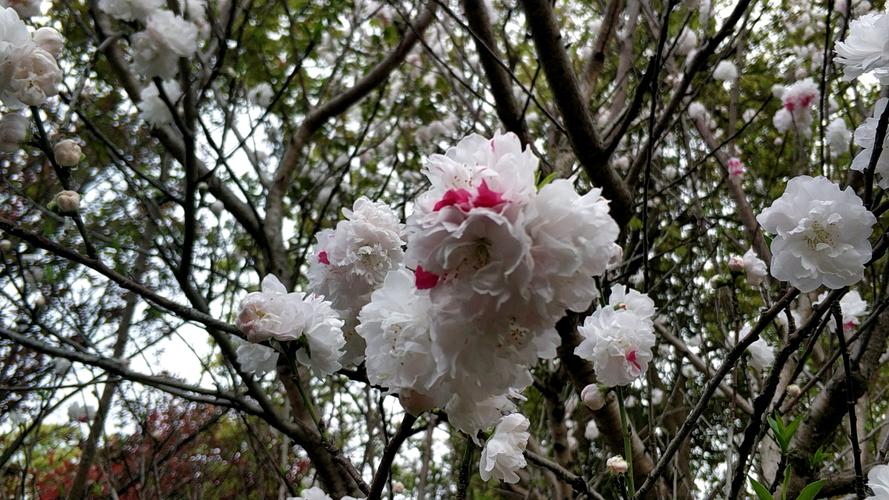 山樱花有白色吗（山樱花会结果吗）-图1